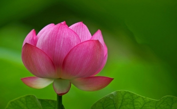 Ý Tổ sư từ Tây sang